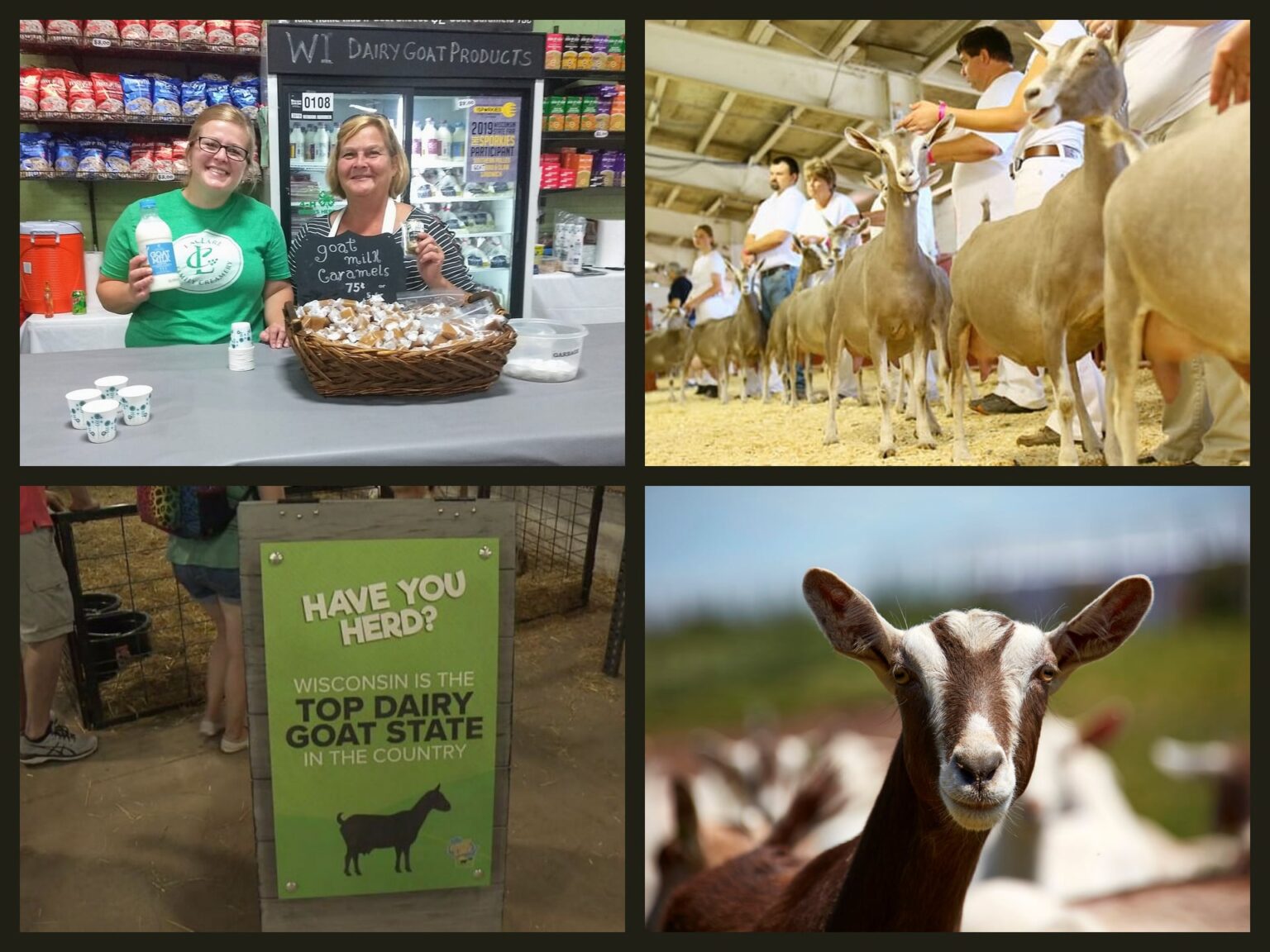 Wisconsin Dairy Goat Association